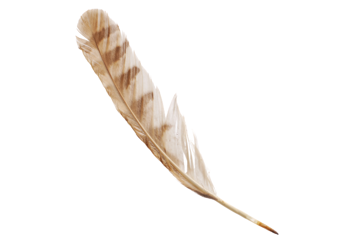 Owl-Feather